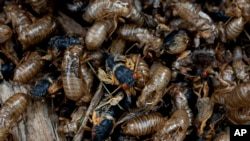 Trillions of cicadas descend on components of US (360taazanews.com)