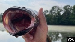 After 20 years, killer, invasive snakehead fish have not devoured the competitors (360taazanews.com)