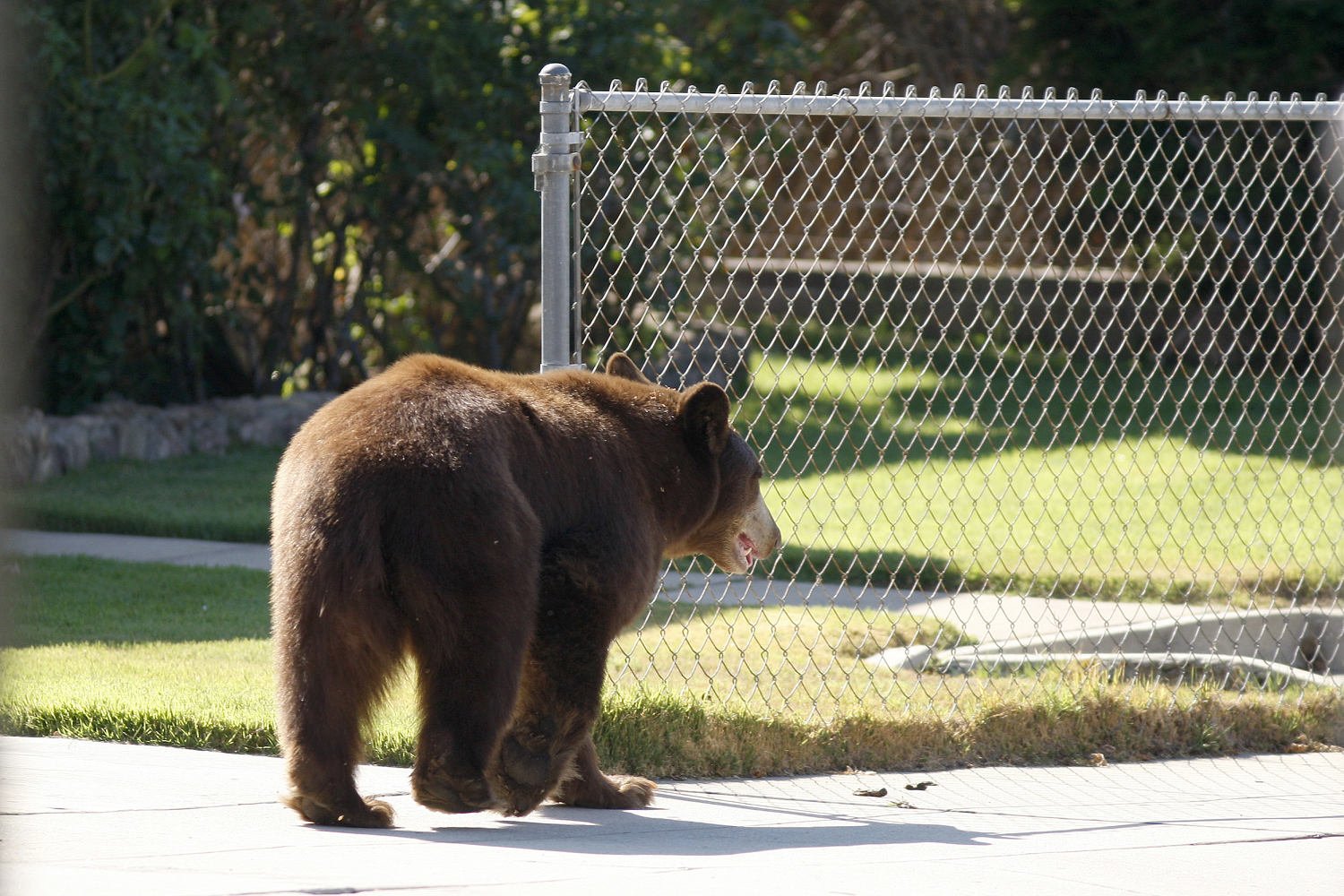 Bear makes himself at house beneath couple’s Sierra Madre home