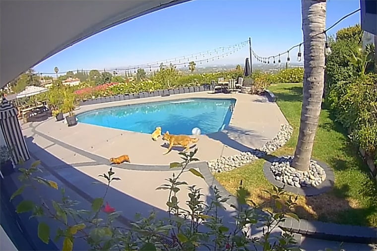 Brittany Furlan, spouse of Tommy Lee, says coyote tried to run off along with her canine
