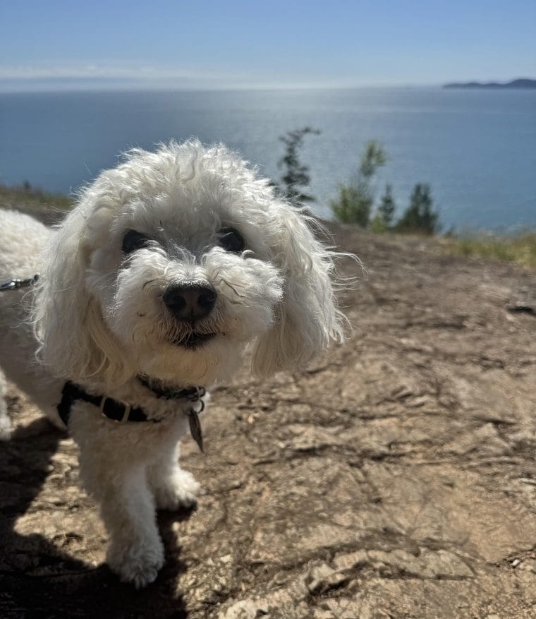 Pets are hitching a trip on the journey increase