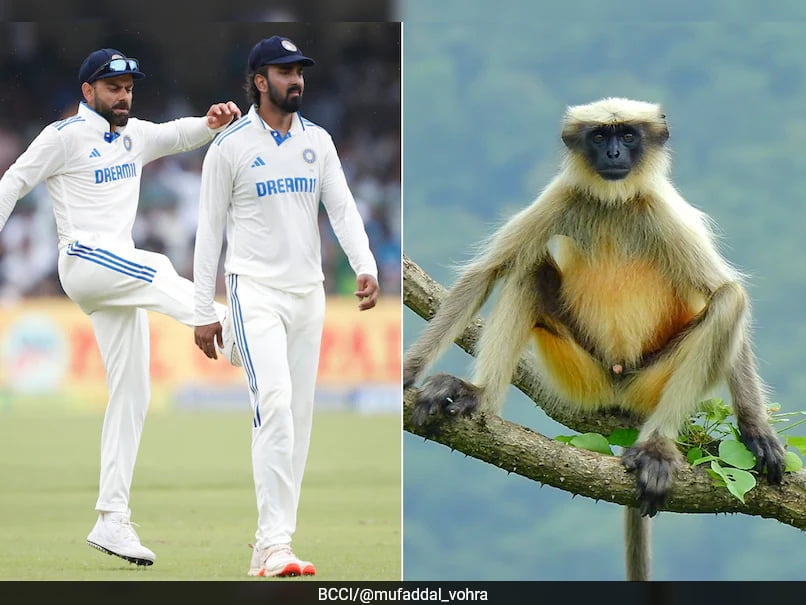 India vs Bangladesh: Langurs Hired As ‘Security’ During Kanpur Test To Prevent Monkey Menace