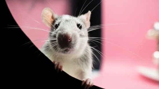 Plane compelled to make emergency touchdown after stay mouse ‘jumped’ out of passenger’s in-flight meal (360taazanews.com)