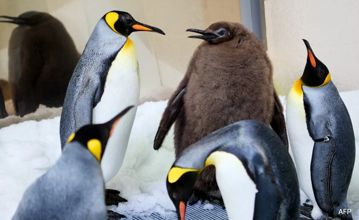 The 22.5 Kg Baby Penguin That Has Gone Viral