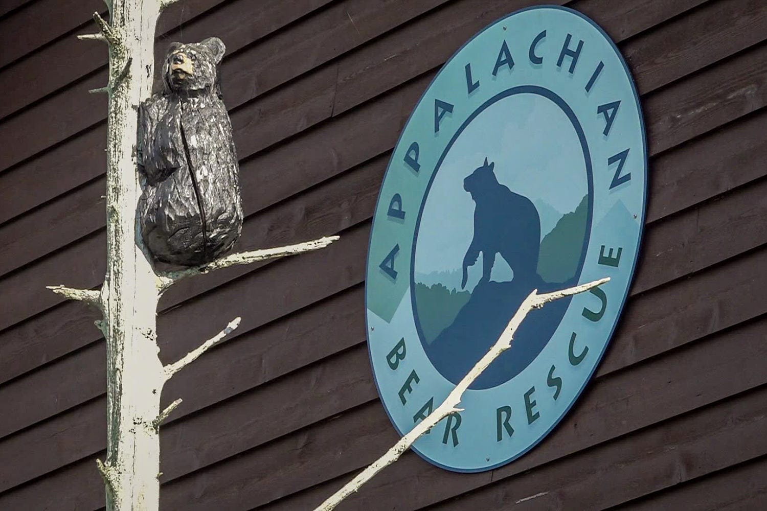 Black bear killed whereas making an attempt to get to pancakes alongside Tennessee freeway