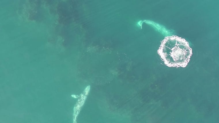 Drone footage of grey whales presents new perception into how they eat
