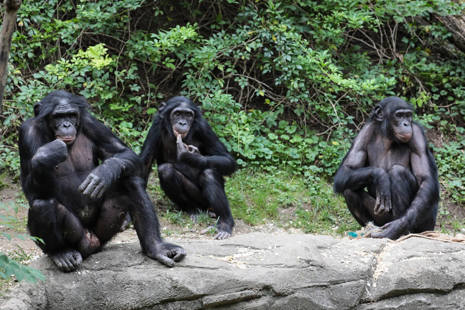 Cincinnati Zoo employee loses a part of thumb after primate chew