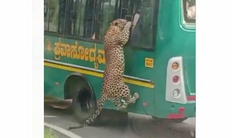 Leopard Tries To Enter Safari Bus After Leaping Through Window