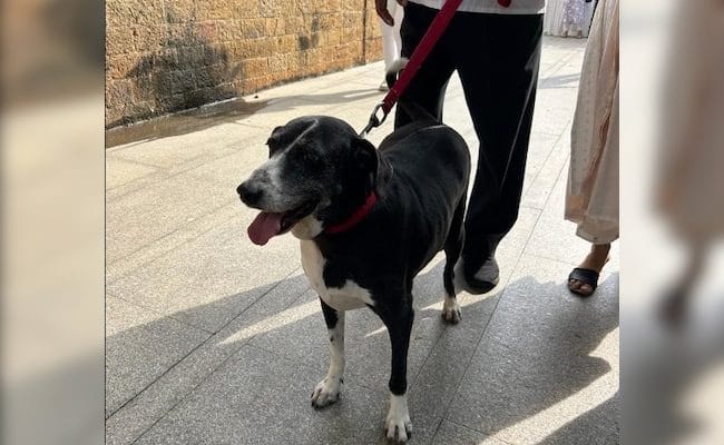 ‘Goa’, Ratan Tata’s Dog, Seen At Funeral Venue For Final Goodbye