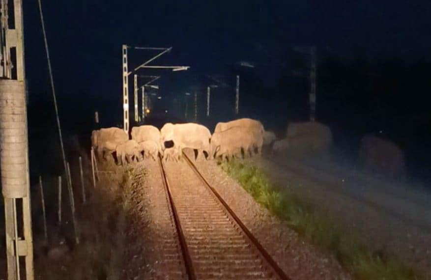 AI Safety System Stops Train As Elephants Cross Tracks In Assam