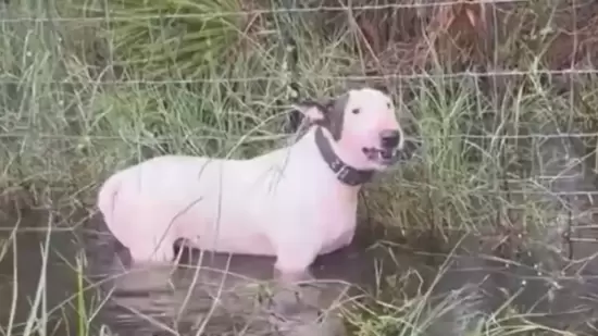 Tampa cops save helpless canine left to die in Hurricane Milton, netizens name for homeowners’ arrest: ‘Cruel and felony’