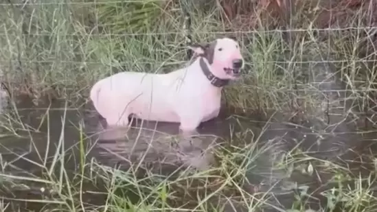 Man who left canine tied to fence amid Hurricane Milton charged with animal cruelty