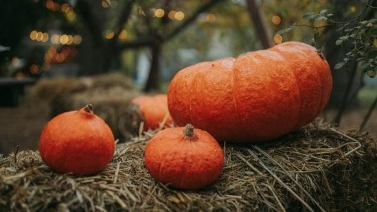 Man sells pumpkin, hits jackpot with ₹1.2 crore lottery win from ₹835 ticket | Trending