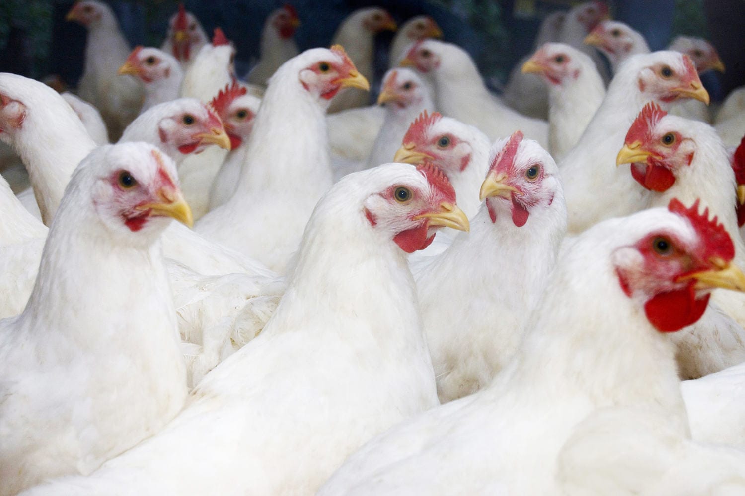 CDC confirms Oregon’s first human case of fowl flu
