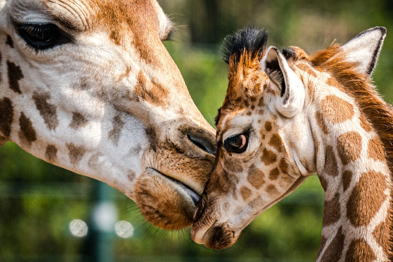 U.S. officers push so as to add some giraffes to endangered species checklist