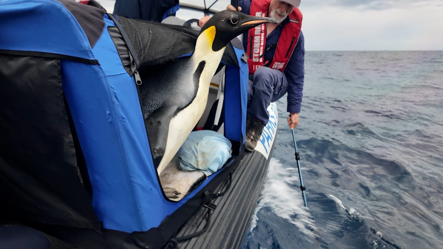 Emperor penguin present in Australia is launched again into the wild