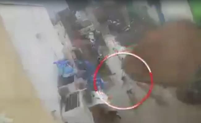 Boy, 2, Attacked By Dogs While Playing Outside Home In Hyderabad