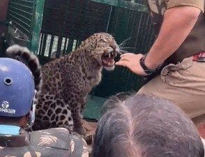 Trapped Leopard Was Being Loaded On Truck. Then This Happened