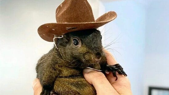 Did Donald Trump cease a gathering to debate Peanut’s demise? What his marketing campaign stated