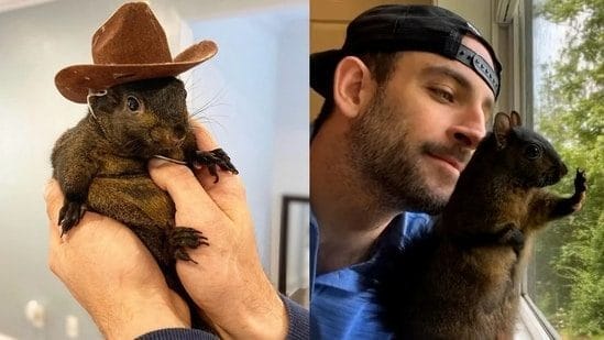 Peanut the squirrel’s ‘euthanasia’ by the hands of NY DEC officers has turn into a US elections scorching subject: Here’s why
