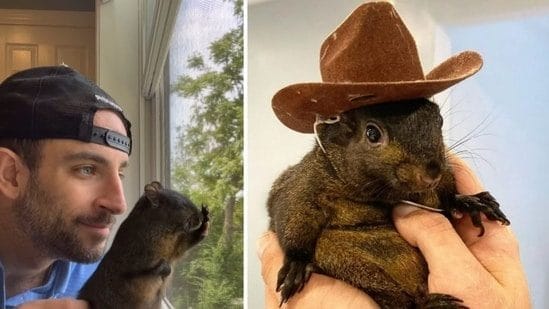 Why did New York euthanise Peanut the Squirrel? Assemblyman introduces ‘Peanut’s Law’