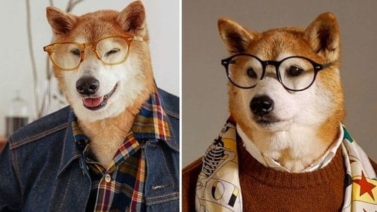 Bodhi, NYC Shiba Inu who grew to become well-known as ‘Menswear Dog,’ dies aged 15. Know all concerning the beloved viral trend pooch