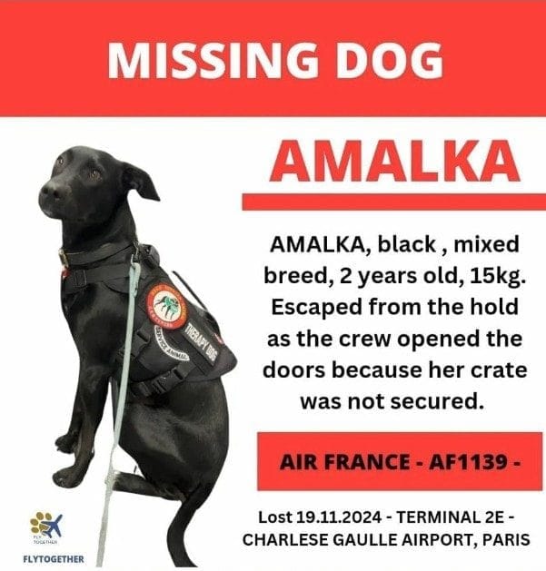 Paris Airport Shuts Runways In Search For Pet Dog On The Run For A Week