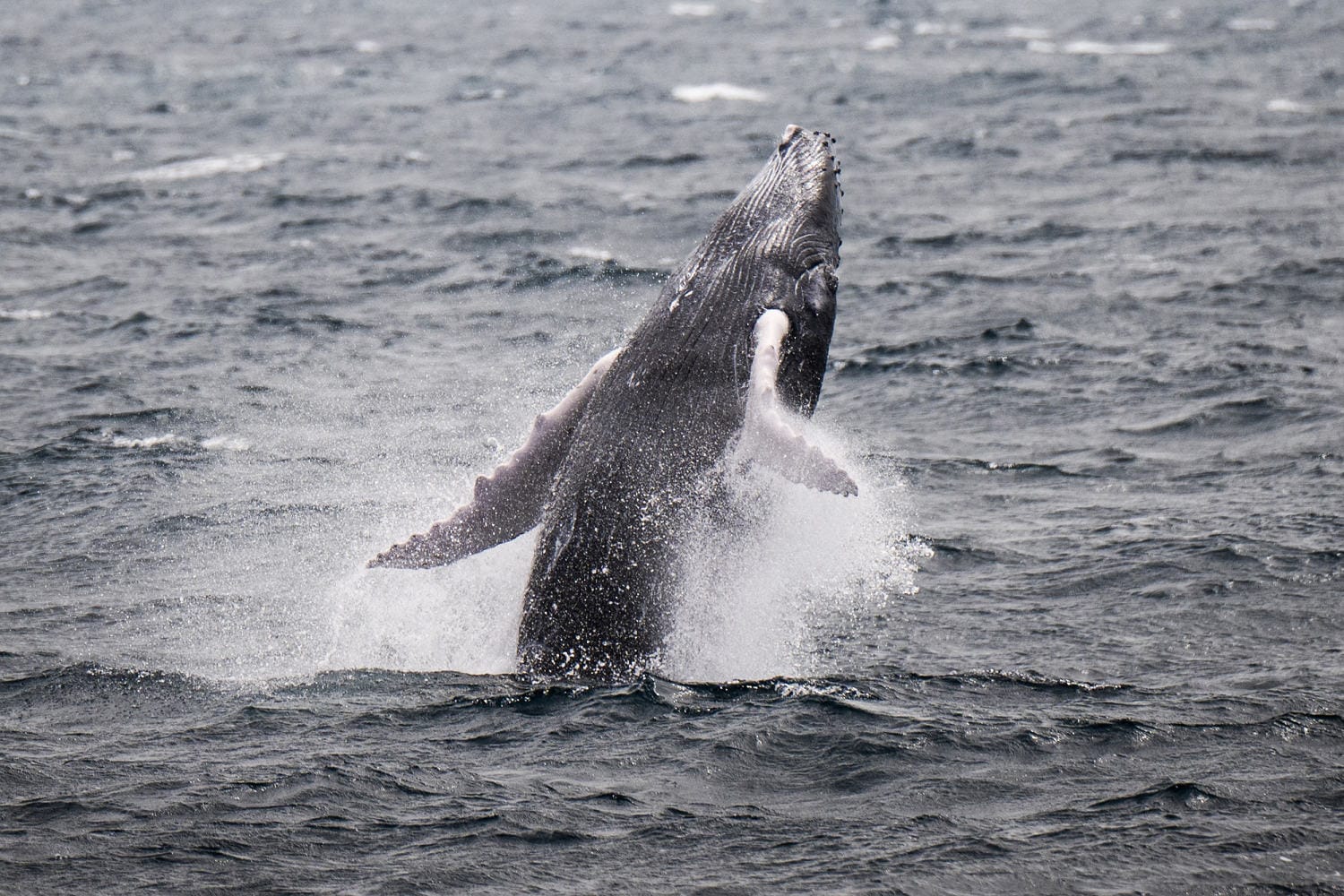 Humpback whale makes file migration to seek out new breeding grounds