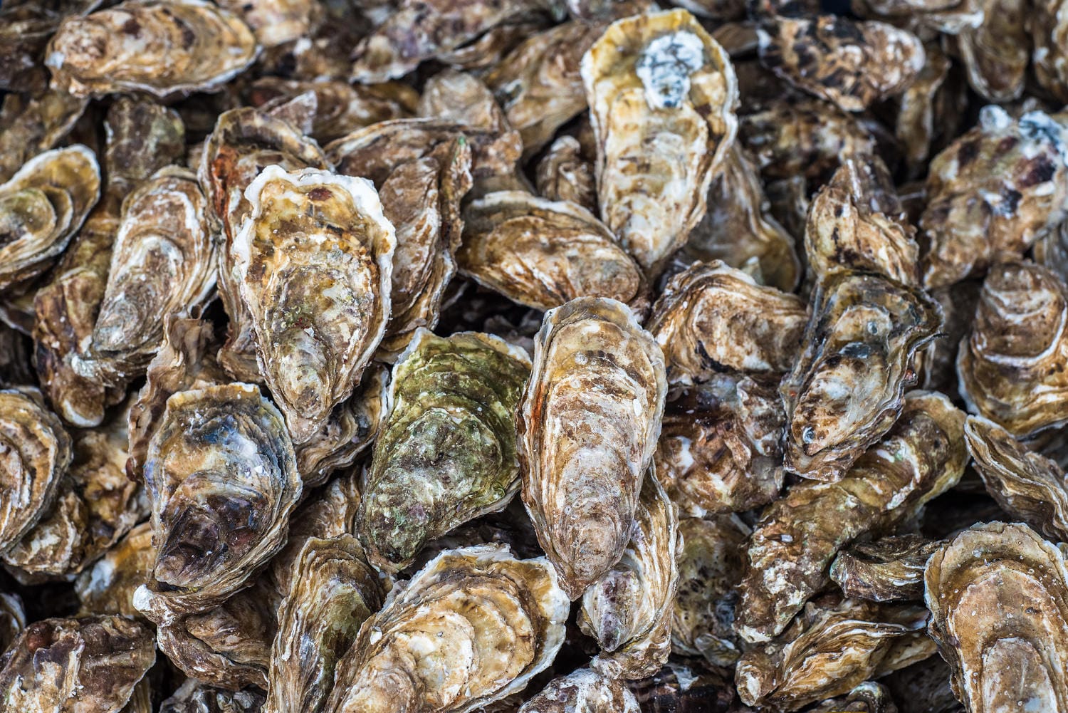Over 80 sickened after consuming uncooked oysters at Los Angeles restaurant showcase occasion
