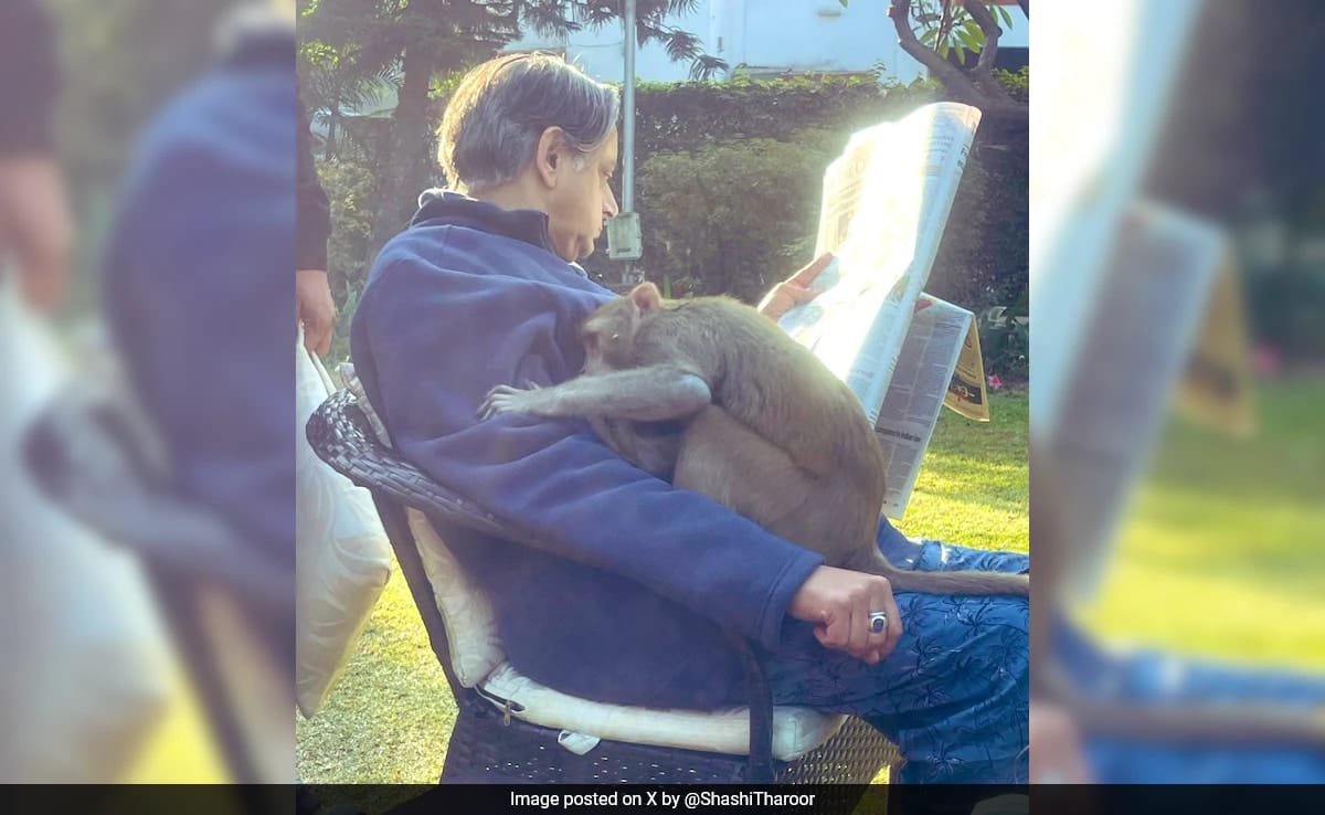 Shashi Tharoor Shares Heartwarming Encounter With Monkey In His Garden