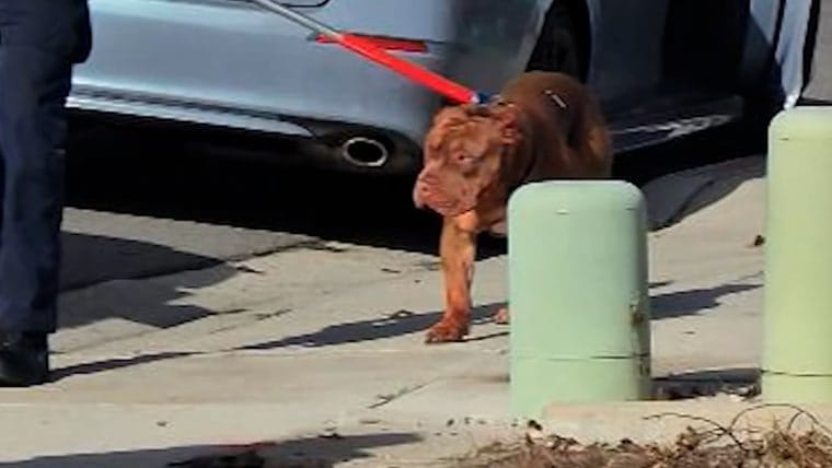 Locals react to three canines fatally attacking their proprietor at a San Diego park