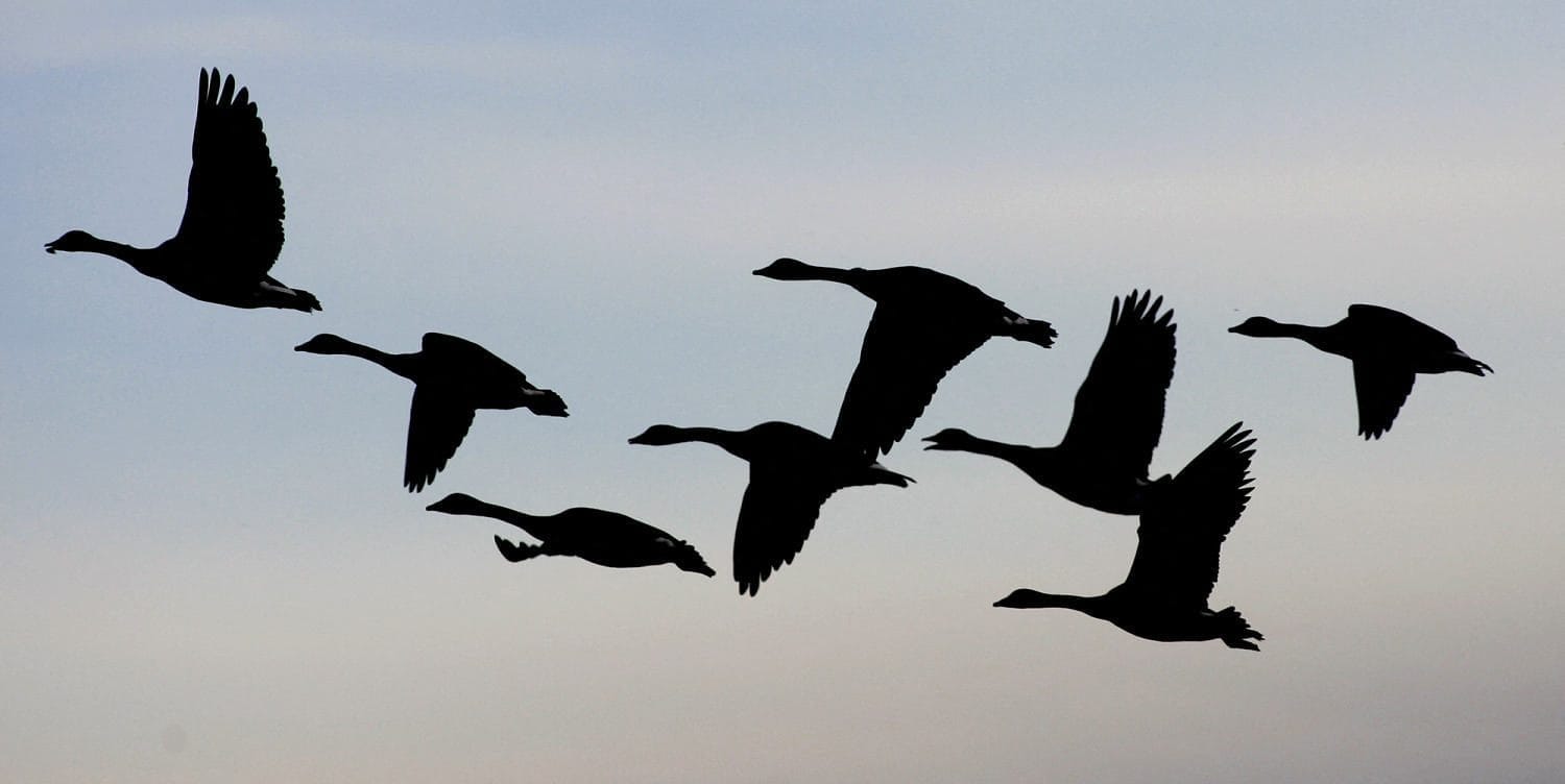 In extreme hen flu instances, the virus can mutate because it lingers within the physique