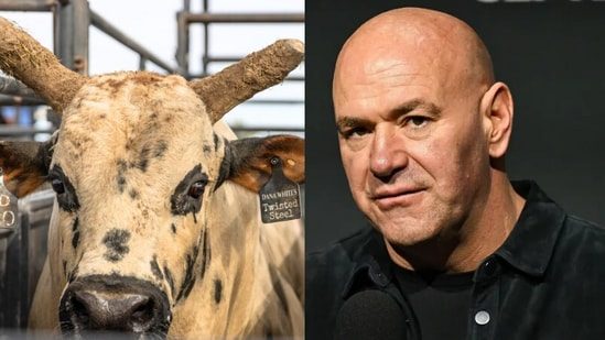 Dana White heartbroken over his prized bull Twisted Steel’s demise, ‘RIP my stunning boy’